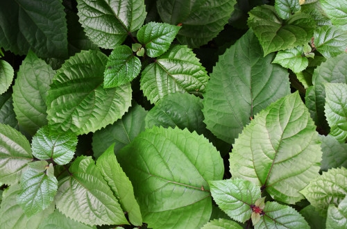 深圳物業(yè)小程序開發(fā)有什么好處？