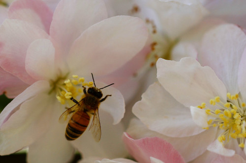 直播APP開發(fā)