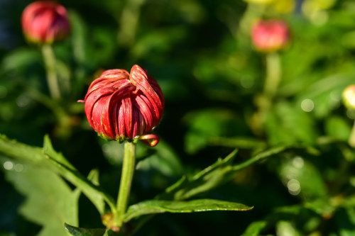 微信小程序開發(fā)