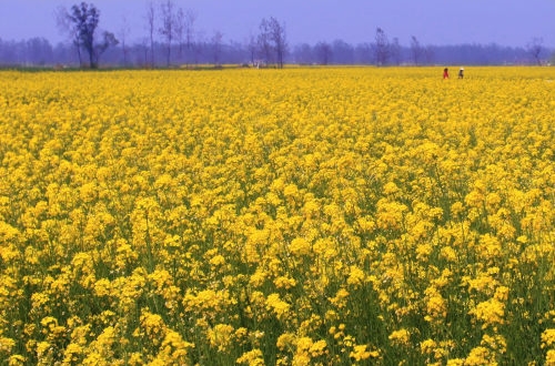 雄安社區(qū)團(tuán)購小程序開發(fā)功能介紹