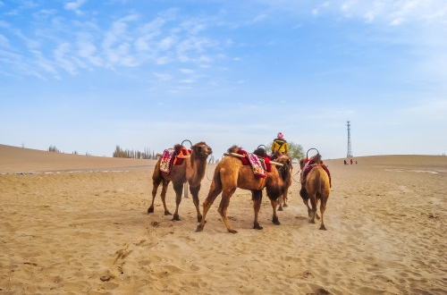 南京流浪動(dòng)物領(lǐng)養(yǎng)app開(kāi)發(fā)有哪些核心功能？