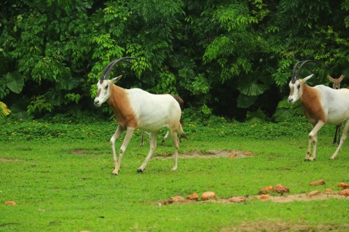 體育場(chǎng)館預(yù)約小程序開發(fā)
