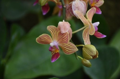 石家莊零售商城小程序開(kāi)發(fā)有哪些功能？