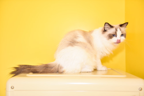 跑腿app開(kāi)發(fā)