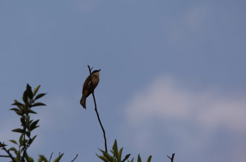 如何提高唐山小程序開發(fā)的受歡迎程度？